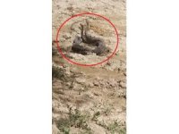 Hatay’da yılanların çiftleşme dansı kamerada