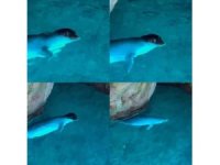 Tatilciler, mağarada Akdeniz fokuyla karşılaştı