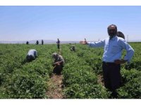Tarım işçileri kavurucu sıcakta 800 TL yevmiyeyle zorlu mesaiyi sürdürüyor