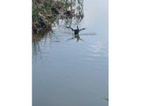 Isparta’da yaralı bulunan bahri kuşu tedavisinin ardından doğaya salındı