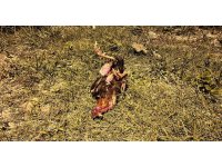 Kazada telef olan horoz için kalp masajı yaptı