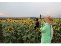 Ayçiçek tarlaları özçekim alanına dönüştü