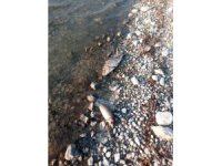 Eğirdir Gölü’nde yüzlerce sazan balığı ölü bulundu