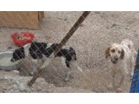 Gönüllüler hasta ve yaşlı sokak hayvanları için koruma alanı yaptı