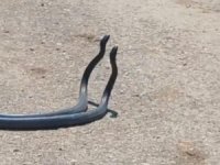 Osmaniye’de yılanların dansı kameraya yakalandı