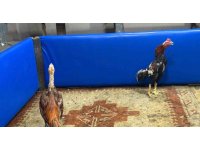 Polis müşteri gibi girdi, horoz dövüşüne suçüstü operasyon yaptı