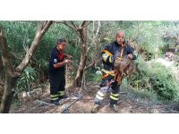 Kuyuya düşüp mahsur kalan çakal kurtarıldı