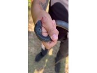 "Zararsız, öldürmeyin" dediği 1 buçuk metrelik yılan bir anda elini ısırdı