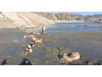 Bataklığa saplanan 6 inek kurtarıldı