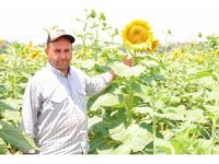 Sarının en güzeli: Ayçiçeği tarlaları görsel şölen sunuyor