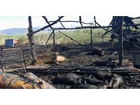 Senirkent’te besihanede çıkan yangında çok sayıda koyun telef oldu