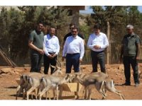 Suriye sınırının sıfır noktasında kurulan merkezle birlikte dağ ceylanlarının sayısı  18 kat arttı