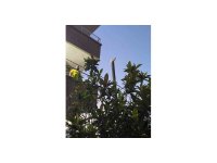 Balkondan atladığı direkte mahsur kalan kediyi itfaiye kurtardı