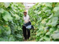 Salatalıkta hem sera, hem tarla bereketi