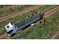 Adana’da karpuzun tarlada kilogram fiyatı 2,5 liraya kadar geriledi