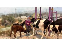 Alevlerin sıçradığı ahırından ekiplerin yardımıyla hayvanları kurtardı