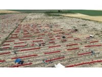 Sıcaklıkların 40 dereceyi geçtiği Amik Ovası’nda soğan hasadı devam ediyor