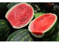 Tarladaki karpuz için öneri: "Belediyeler hasat edip ücretsiz dağıtsın"