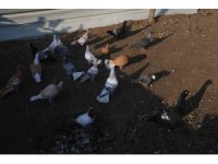 4 ayaklı olarak yumurtadan çıkan güvercin yavrusu 2 gün yaşayabildi