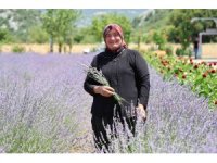 Lavanta Kokulu Hanımağalar