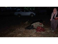 Hayvan parkından kaçan aslan fıstık bahçesinde uyuyan çiftçiye saldırdı