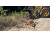 Antalya Valiliği’nden hayvanat bahçesinden kaçan aslana ilişkin açıklama