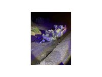 Şarkikaraağaç’ta devrilen tırın sürücüsü yaralandı