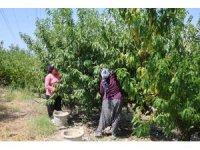 Adana’da şeftali hasadı başladı: Don vuran bahçelerde rekolte düştü