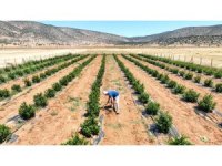 Susuzluk nedeniyle tarım yapılamayan ilçe arıtma suyuyla yeşerdi