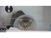 Sokak kedisini defalarca tekmeledi