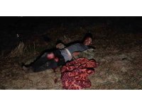 Antalya’da aslanın kaçtığı hayvanat bahçesinin denetimi sürüyor