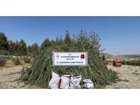 Mısır tarlasında ele geçirilen 45 bin kök kenevire 4 tutuklama