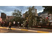 457 yıllık anıt ağacı Akkavak kökünden devrildi, facianın eşiğinden dönüldü