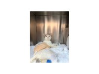 Omuriliğinden havalı tüfekle vurulan kedi tedavi altına alındı