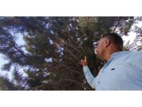 Ağaç gölgesinde ürküten manzara, fareyi yutmaya çalışan yılanla göz göze geldi