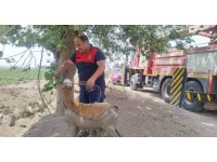 Derede çamura saplanan koyunu itfaiye ekipleri kurtardı