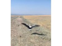 Yuvadan düşen leylek tedavisinin ardından doğaya salındı