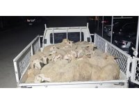 Hayvan pazarlığı hırsızlığa dönüştü, şahıslar kaçamadan yakalandı