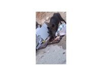 Aç kalan domuz sürüsü çöpte yiyecek aradı