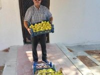 Mut’ta beyaz incir hasadı başladı