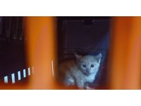 Kanalizasyona düşüp 2 gündür kurtarılmayı bekleyen yavru kedi için seferber oldular