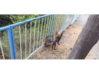 Demir korkuluklara sıkışan köpeği itfaiye kurtardı