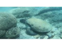 Uzman isim Caretta caretta ısırma vakalarının sebebini açıkladı