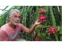 Mersin’de pitaya bahçelerinde hasat başladı