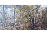 Antalya’daki orman yangınında 2,8 hektarlık alan zarar gördü