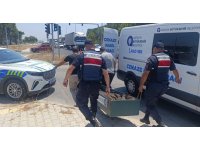 Kanserle savaşını kazandı, trafikte hayatını kaybetti