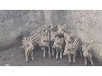Sulama havuzuna düşen 10 domuz yavrusu kurtarıldı