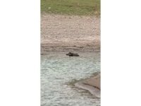 Sıcaktan bunalan yaban domuzu gölde serinledi