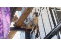 Balkon korkuluklarına sıkışan kediyi itfaiye ekipleri kurtardı