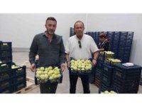 Mut beyaz inciri ihracata gidiyor